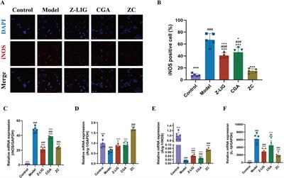 Synergistic combinations of Angelica sinensis for myocardial infarction treatment: network pharmacology and quadratic optimization approach